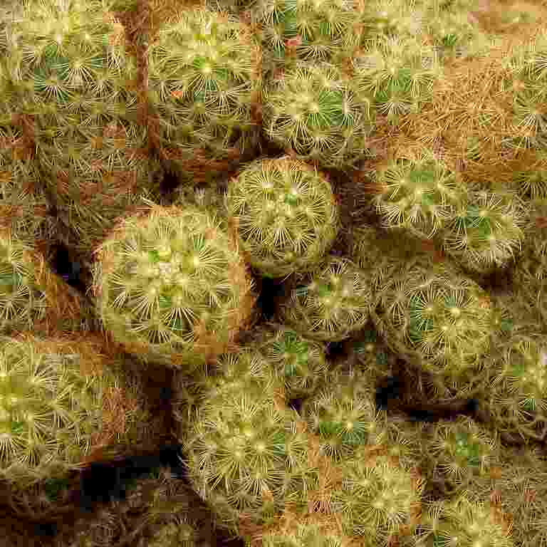 Mammillaria Elongata