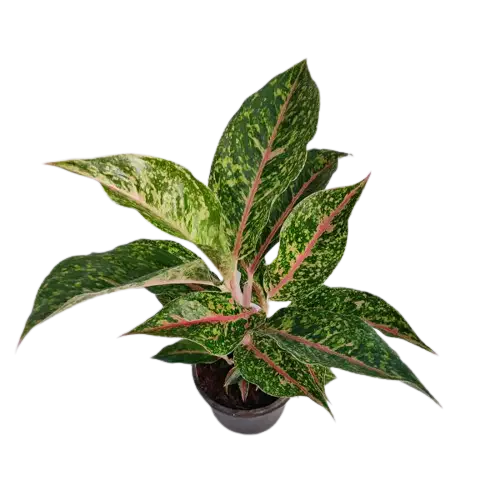 Aglaonema Dona Carmen