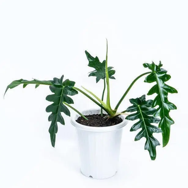 Philodendron Bob Cee