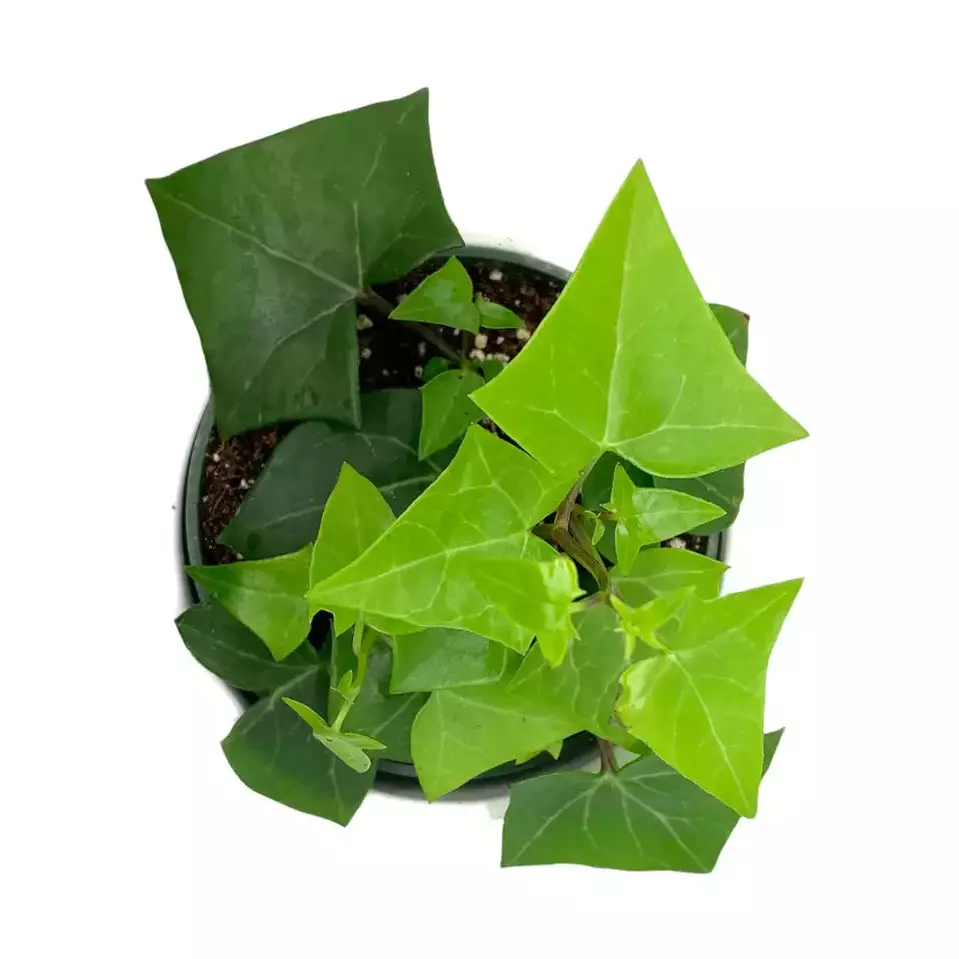 English ivy/WaX ivy (Green)