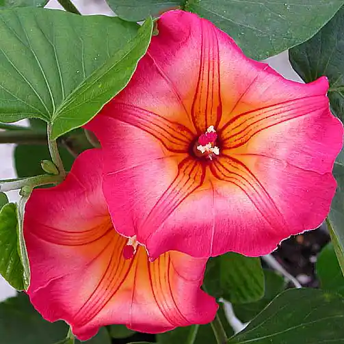 Stictocardia beraviensis - Stunning Hawaiian Sunset vine