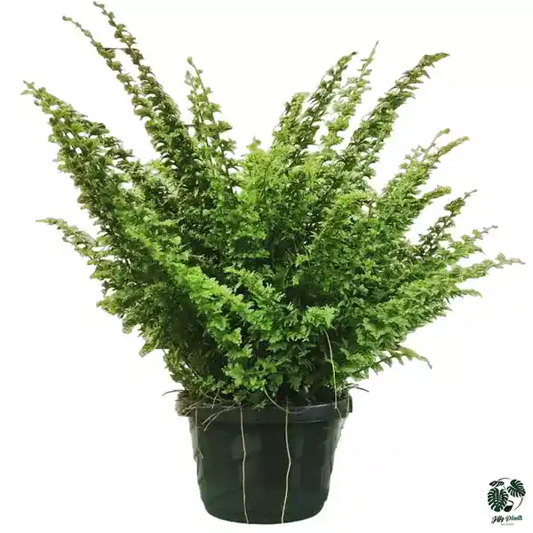 Nephrolepis Exaltata Green Fantasy Fern