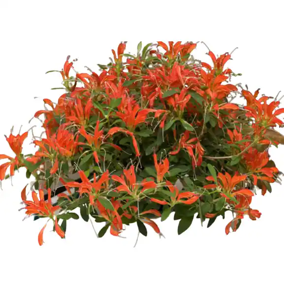 Lipstick Plant ‘Fireworks’ (Aeschynanthus hybrid)