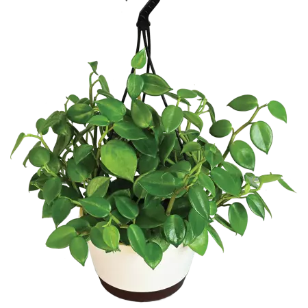 Peperomia Green Creeper