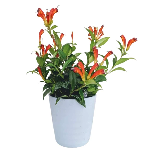 Lipstick Plant Orange