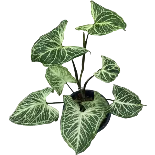 Syngonium "Batik"