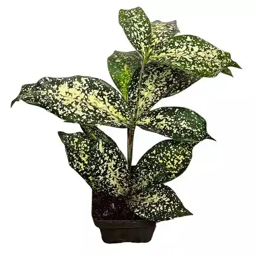 Dracaena Surculosa Gold Dust