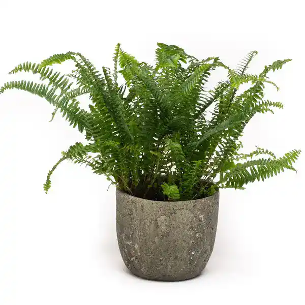 Nephrolepis exaltata bosteniensis