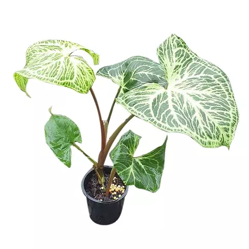 Syngonium "Batik"