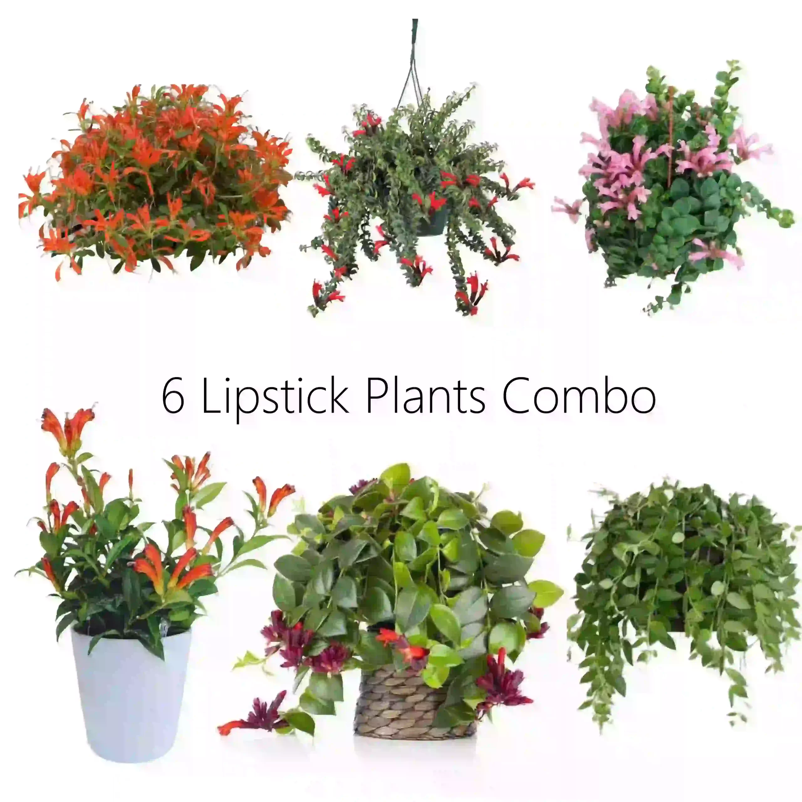 6 Lipstick Plants Combo