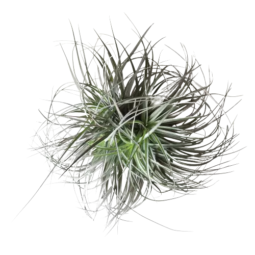 Tillansia Cotten candy - Image 3