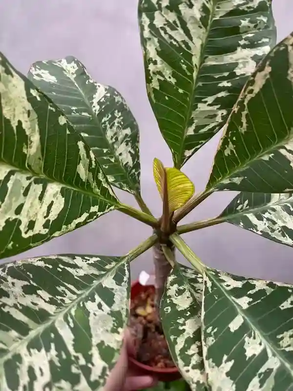 Frangipani Variegated Maya