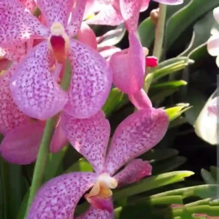 MM-010~Mokara Matured Plant(Charkukan Pink)