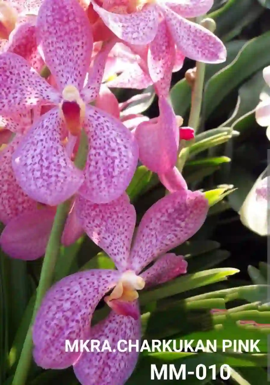 MM-010~Mokara Matured Plant(Charkukan Pink)