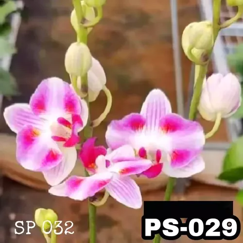 Phalaenopsis Ps-029