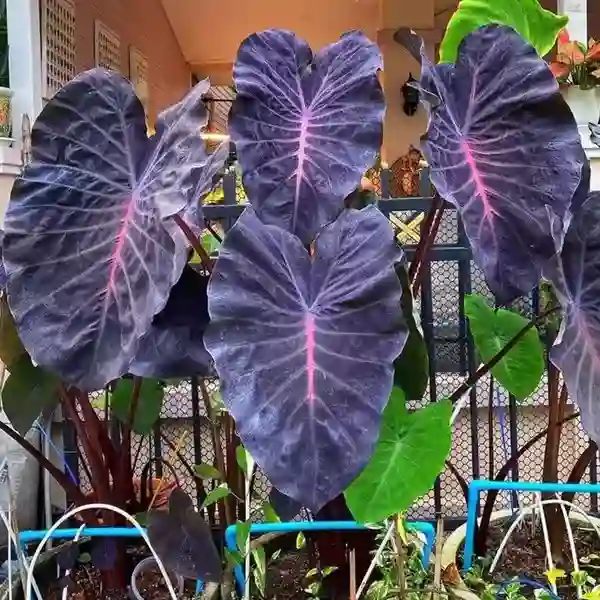 colocasia violet fantasy