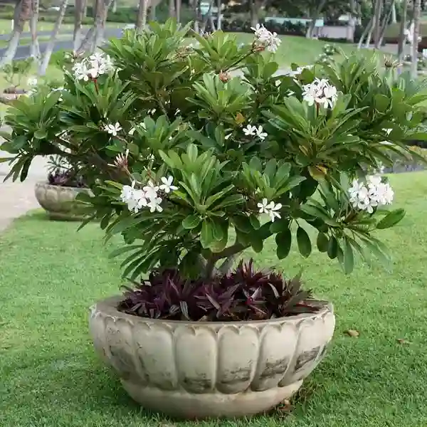 Plumeria /Champa flower plant - Image 2
