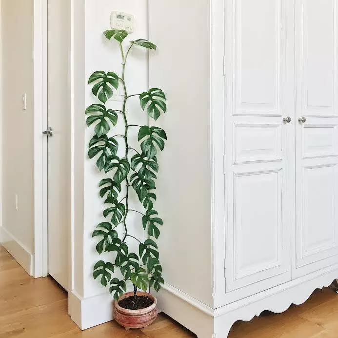 Mini Monstera