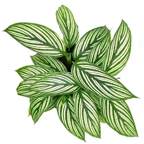 Calathea Vittata