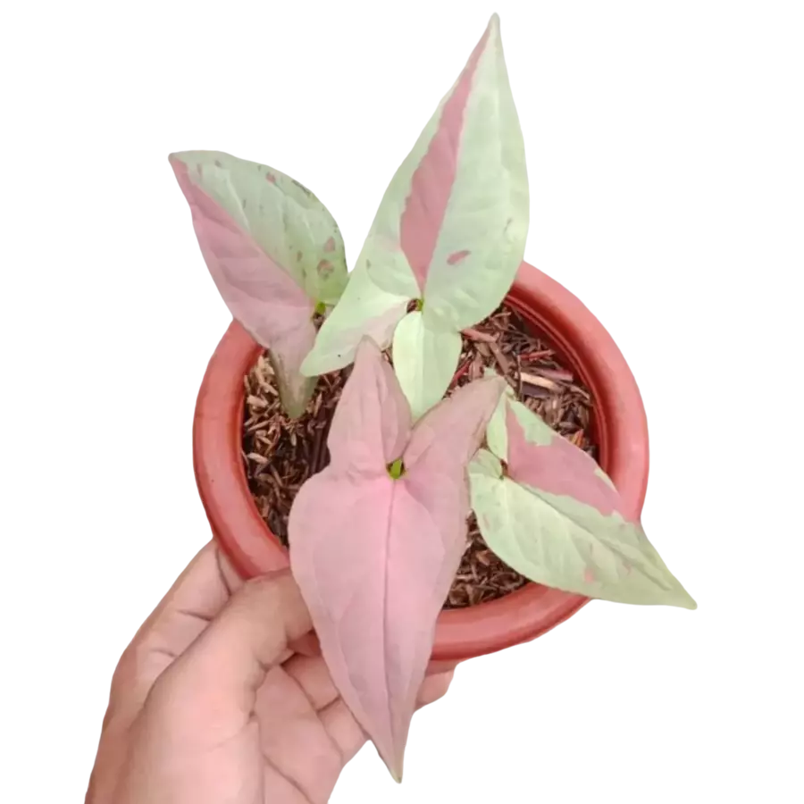 Syngonium Strawberry Milk