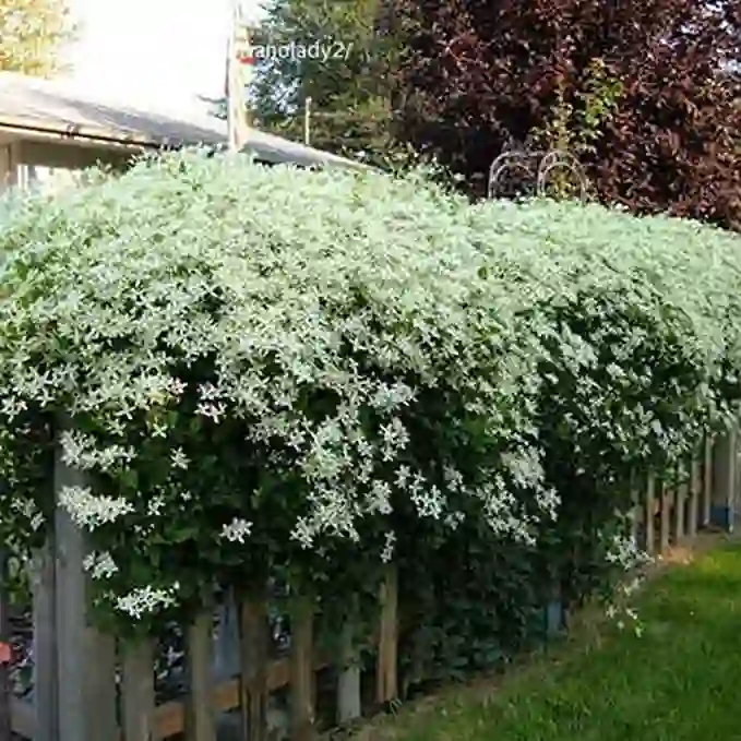 Bridal Bouquet Plant