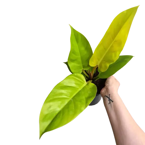 PHILODENDRON GOLDEN MELINONII