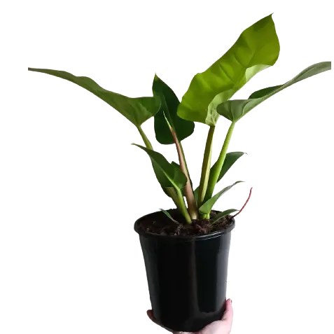 PHILODENDRON GOLDEN MELINONII - Image 3