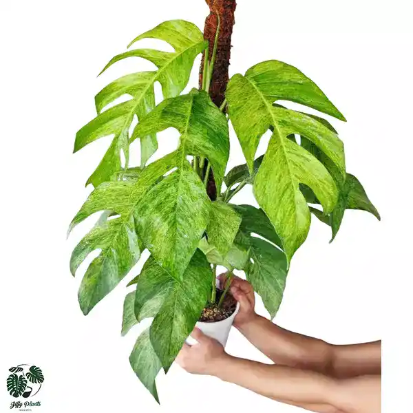 Epipremnum Pinnatum Mint