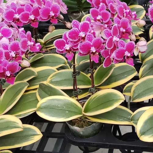 Variegated Phalaenopsis ‘Coffey’