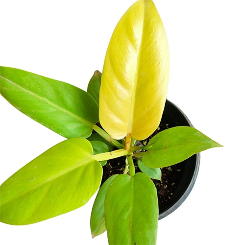 PHILODENDRON GOLDEN MELINONII - Image 2