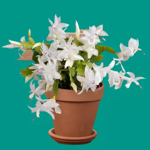 White Christmas Cactus (Schlumbergera)