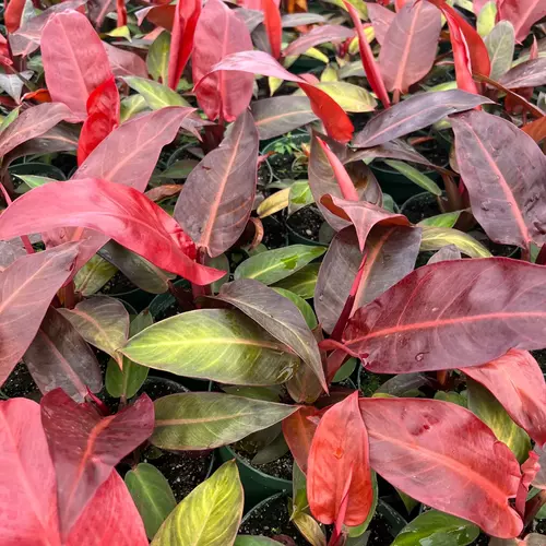 Philodendron Sun Red