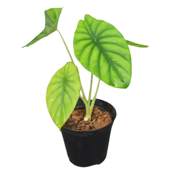 Alocasia Green shield (CLYPEOLATA )