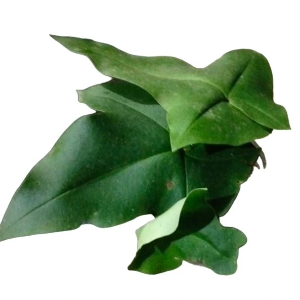 Doryopteris Ludens Fern