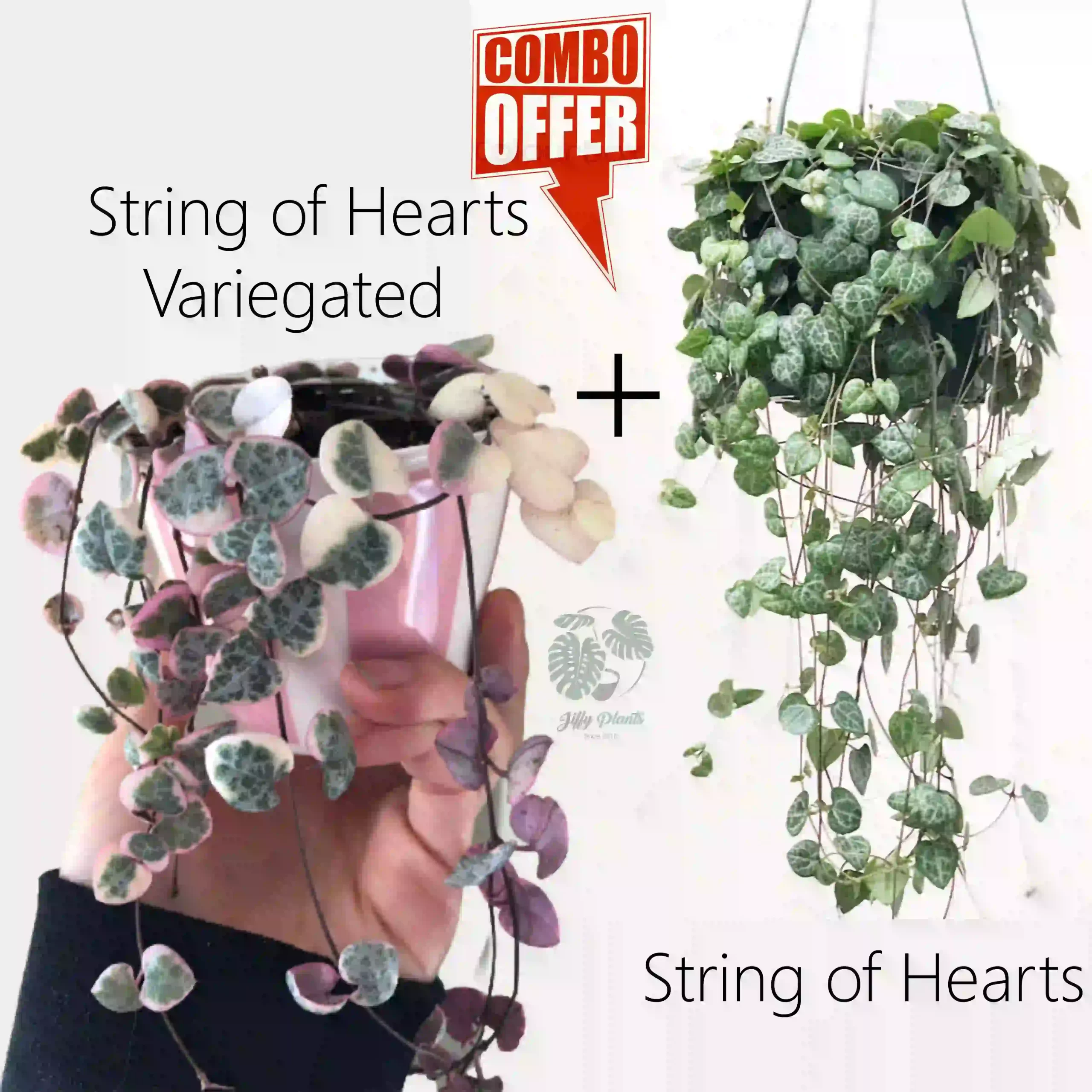 String of Hearts Variegated