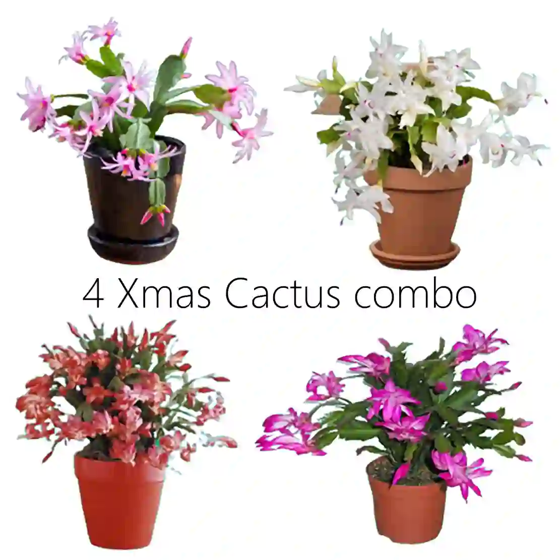 Christmas Cactus 4 Plants Combo