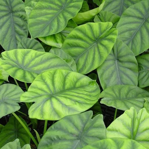 Alocasia Green shield (CLYPEOLATA ) - Image 2