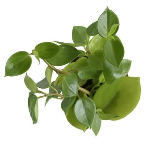 Peperomia Green Creeper