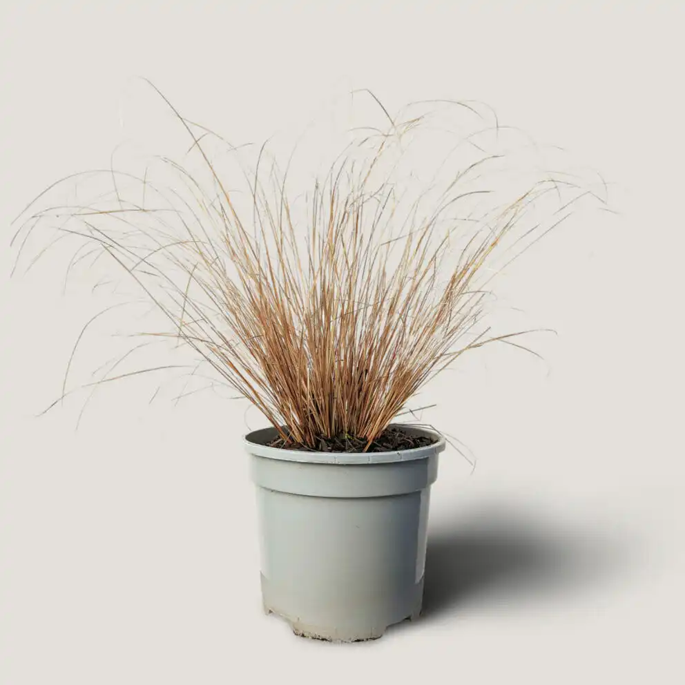 CAREX – BRONCO (GRASS) - Rare - Image 2