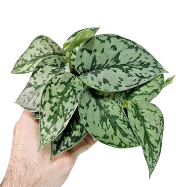 Scindapsus 'Silver Lady' - Rare