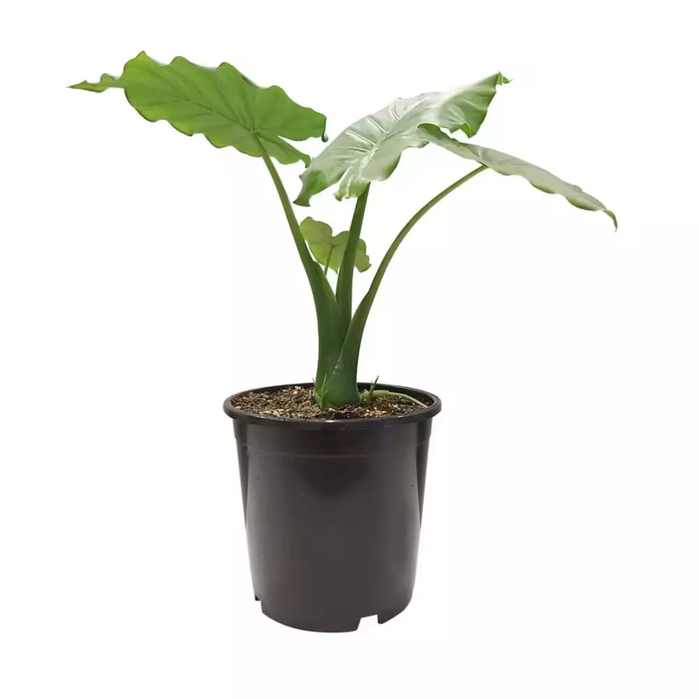Alocasia Odora Okinawa plant