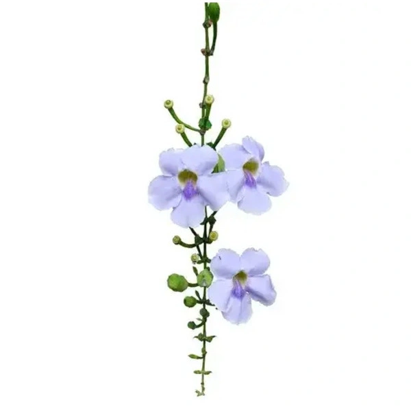 Thunbergia Grandiflora