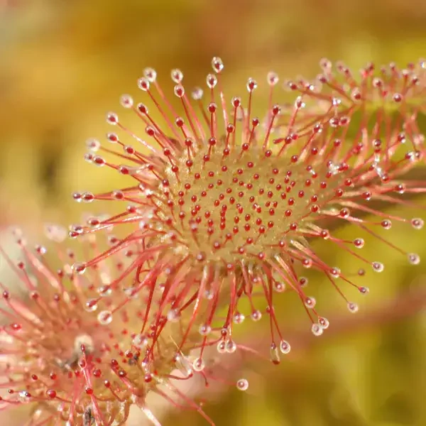 Drosera Beleziana