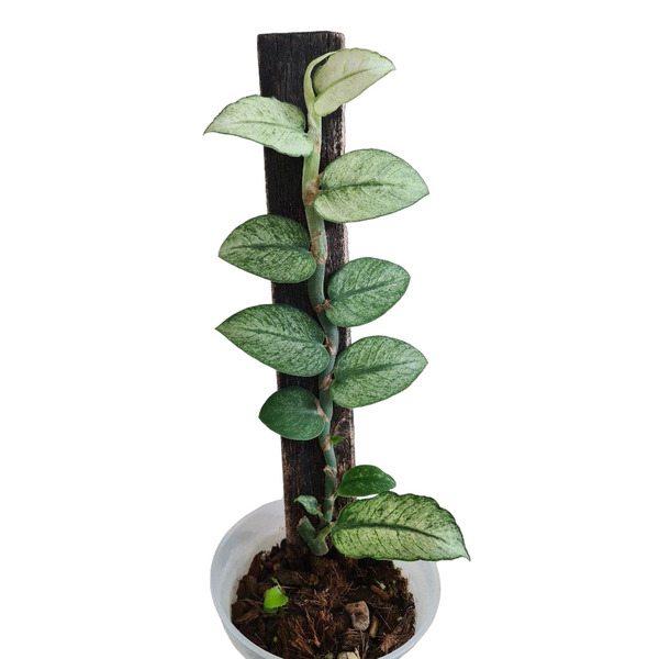 Rhaphidophora hongkongenis mint variegated