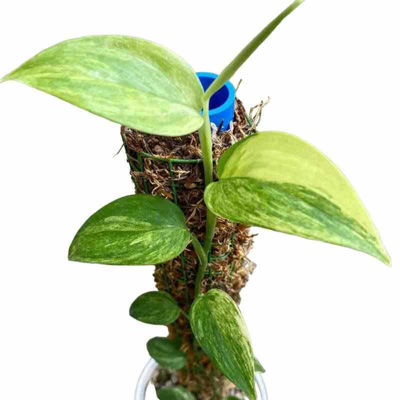 Scindapsus Hederaceus blue aurea