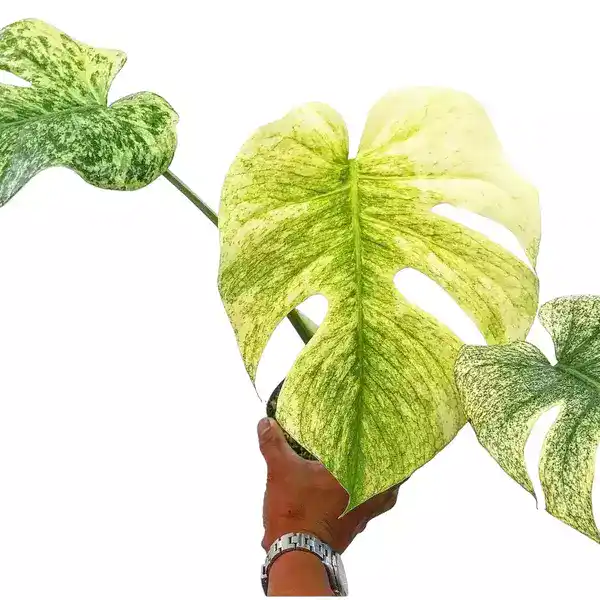 Monstera Deliciosa White (Double shoot plants)