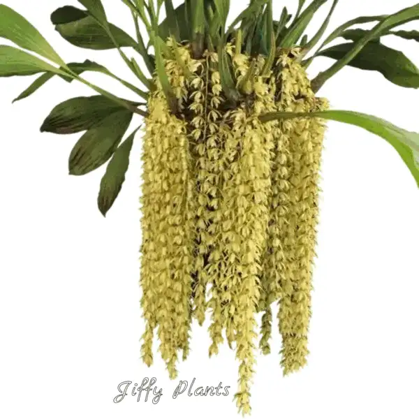 Coelogyne Rochussenii Fragrance (Necklace orchids)