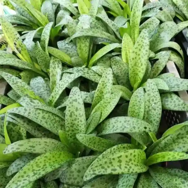 Drimiopsis Kirkii Giant Squill