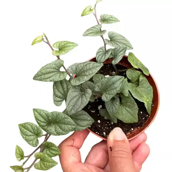 Piper SP Silver Fleck