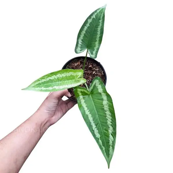 Schismatoglottis Wallichii